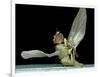 Dead Fly, SEM-Volker Steger-Framed Photographic Print