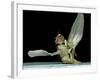 Dead Fly, SEM-Volker Steger-Framed Photographic Print