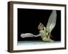 Dead Fly, SEM-Volker Steger-Framed Photographic Print