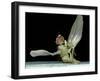 Dead Fly, SEM-Volker Steger-Framed Photographic Print