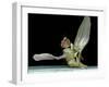Dead Fly, SEM-Volker Steger-Framed Photographic Print