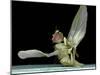 Dead Fly, SEM-Volker Steger-Mounted Photographic Print