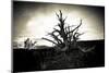 Dead, Gnarled Trees are a Common Theme in the Utah Desert - Moab, Utah-Dan Holz-Mounted Photographic Print