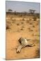 Dead Grevy's Zebra (Equus Grevyi) Most Likely the Result of the Worst Drought (2008-2009)-Lisa Hoffner-Mounted Photographic Print