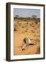 Dead Grevy's Zebra (Equus Grevyi) Most Likely the Result of the Worst Drought (2008-2009)-Lisa Hoffner-Framed Premium Photographic Print