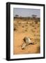 Dead Grevy's Zebra (Equus Grevyi) Most Likely the Result of the Worst Drought (2008-2009)-Lisa Hoffner-Framed Premium Photographic Print