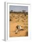 Dead Grevy's Zebra (Equus Grevyi) Most Likely the Result of the Worst Drought (2008-2009)-Lisa Hoffner-Framed Photographic Print