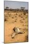 Dead Grevy's Zebra (Equus Grevyi) Most Likely the Result of the Worst Drought (2008-2009)-Lisa Hoffner-Mounted Photographic Print