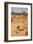 Dead Grevy's Zebra (Equus Grevyi) Most Likely the Result of the Worst Drought (2008-2009)-Lisa Hoffner-Framed Photographic Print
