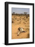 Dead Grevy's Zebra (Equus Grevyi) Most Likely the Result of the Worst Drought (2008-2009)-Lisa Hoffner-Framed Photographic Print