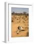 Dead Grevy's Zebra (Equus Grevyi) Most Likely the Result of the Worst Drought (2008-2009)-Lisa Hoffner-Framed Photographic Print