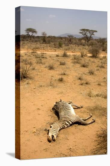 Dead Grevy's Zebra (Equus Grevyi) Most Likely the Result of the Worst Drought (2008-2009)-Lisa Hoffner-Stretched Canvas