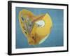 Dead Head No. 2-Alexander Vorobyev-Framed Giclee Print