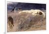 Dead Hector, 1892-Briton Rivière-Framed Giclee Print