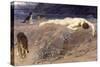 Dead Hector, 1892-Briton Rivière-Stretched Canvas