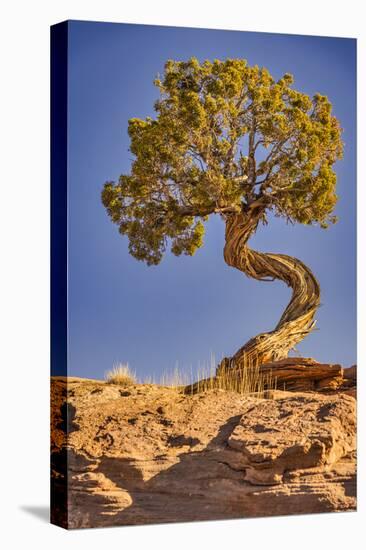 Dead Horse Point, Canyonlands National Park, Utah-John Ford-Stretched Canvas