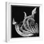 Dead Leaf, Hawaii, 1982-Brett Weston-Framed Premium Photographic Print