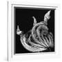 Dead Leaf, Hawaii, 1982-Brett Weston-Framed Photographic Print