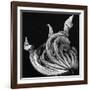 Dead Leaf, Hawaii, 1982-Brett Weston-Framed Photographic Print