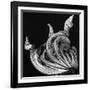 Dead Leaf, Hawaii, 1982-Brett Weston-Framed Photographic Print