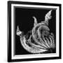 Dead Leaf, Hawaii, 1982-Brett Weston-Framed Photographic Print