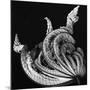 Dead Leaf, Hawaii, 1982-Brett Weston-Mounted Photographic Print