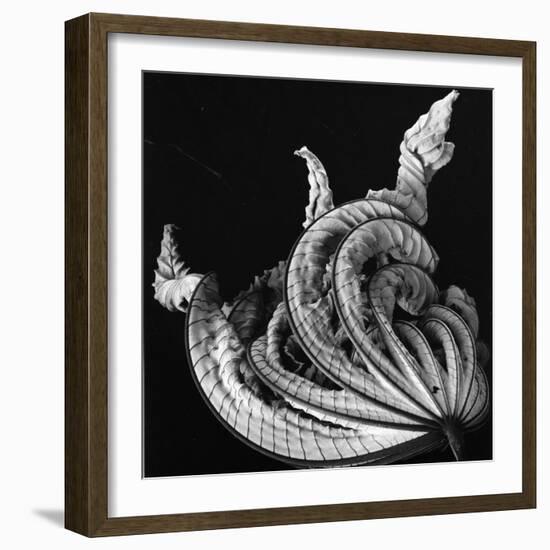 Dead Leaf, Hawaii, 1982-Brett Weston-Framed Photographic Print