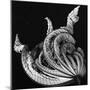 Dead Leaf, Hawaii, 1982-Brett Weston-Mounted Photographic Print