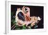 Dead Leaf Praying Mantis, Eyes on Wings-null-Framed Photographic Print