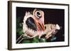Dead Leaf Praying Mantis, Eyes on Wings-null-Framed Photographic Print