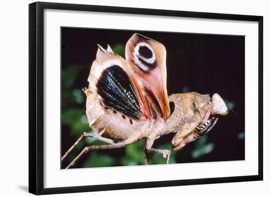 Dead Leaf Praying Mantis, Eyes on Wings-null-Framed Photographic Print