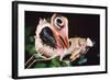 Dead Leaf Praying Mantis, Eyes on Wings-null-Framed Photographic Print