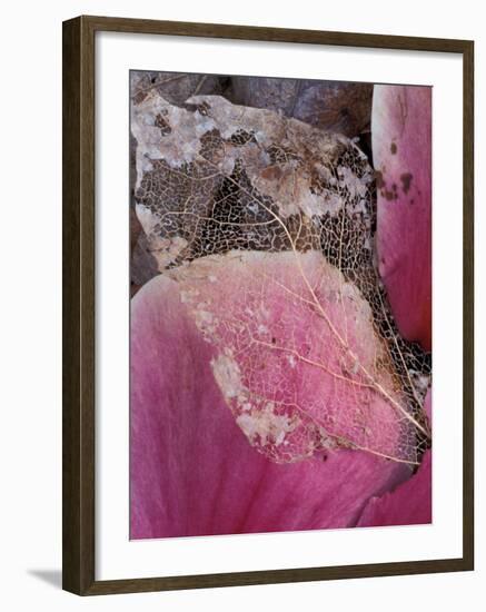 Dead Leaf, Seattle, Washington, USA-William Sutton-Framed Premium Photographic Print