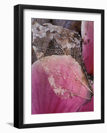 Dead Leaf, Seattle, Washington, USA-William Sutton-Framed Photographic Print