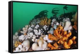 Dead Man's Fingers (Alcyonium Digitatum) Growing on Rock Faces Below Kelp, St Abbs, Scotland, UK-Linda Pitkin-Framed Stretched Canvas