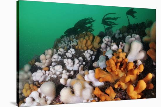 Dead Man's Fingers (Alcyonium Digitatum) Growing on Rock Faces Below Kelp, St Abbs, Scotland, UK-Linda Pitkin-Stretched Canvas