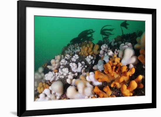 Dead Man's Fingers (Alcyonium Digitatum) Growing on Rock Faces Below Kelp, St Abbs, Scotland, UK-Linda Pitkin-Framed Photographic Print