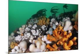 Dead Man's Fingers (Alcyonium Digitatum) Growing on Rock Faces Below Kelp, St Abbs, Scotland, UK-Linda Pitkin-Mounted Photographic Print