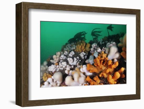 Dead Man's Fingers (Alcyonium Digitatum) Growing on Rock Faces Below Kelp, St Abbs, Scotland, UK-Linda Pitkin-Framed Photographic Print