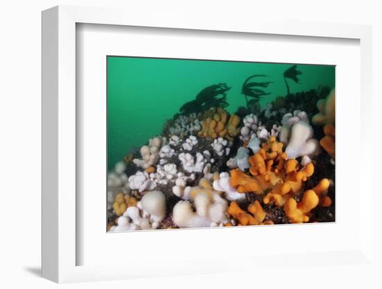 Dead Man's Fingers (Alcyonium Digitatum) Growing on Rock Faces Below Kelp, St Abbs, Scotland, UK-Linda Pitkin-Framed Photographic Print