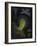 Dead Man's Fingers-Philip Henry Gosse-Framed Giclee Print