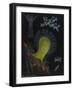 Dead Man's Fingers-Philip Henry Gosse-Framed Giclee Print