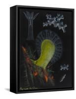 Dead Man's Fingers-Philip Henry Gosse-Framed Stretched Canvas