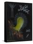 Dead Man's Fingers-Philip Henry Gosse-Framed Stretched Canvas