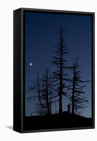 Dead Pine Trees with Moon Shining, Stuoc Peak, Durmitor Np, Montenegro, October 2008-Radisics-Framed Stretched Canvas