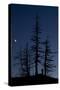 Dead Pine Trees with Moon Shining, Stuoc Peak, Durmitor Np, Montenegro, October 2008-Radisics-Stretched Canvas