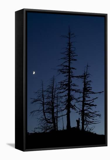 Dead Pine Trees with Moon Shining, Stuoc Peak, Durmitor Np, Montenegro, October 2008-Radisics-Framed Stretched Canvas