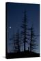 Dead Pine Trees with Moon Shining, Stuoc Peak, Durmitor Np, Montenegro, October 2008-Radisics-Stretched Canvas