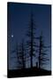 Dead Pine Trees with Moon Shining, Stuoc Peak, Durmitor Np, Montenegro, October 2008-Radisics-Stretched Canvas