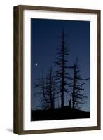 Dead Pine Trees with Moon Shining, Stuoc Peak, Durmitor Np, Montenegro, October 2008-Radisics-Framed Photographic Print